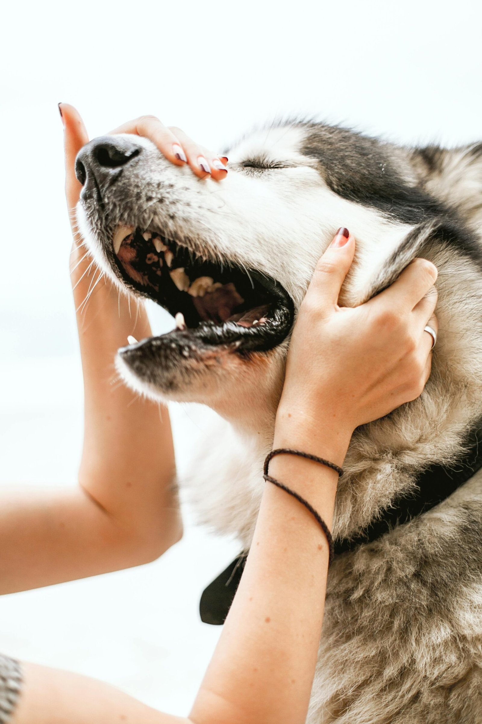Os problemas de saúde mais comuns em cães e como alimentação natural pode ajudar
