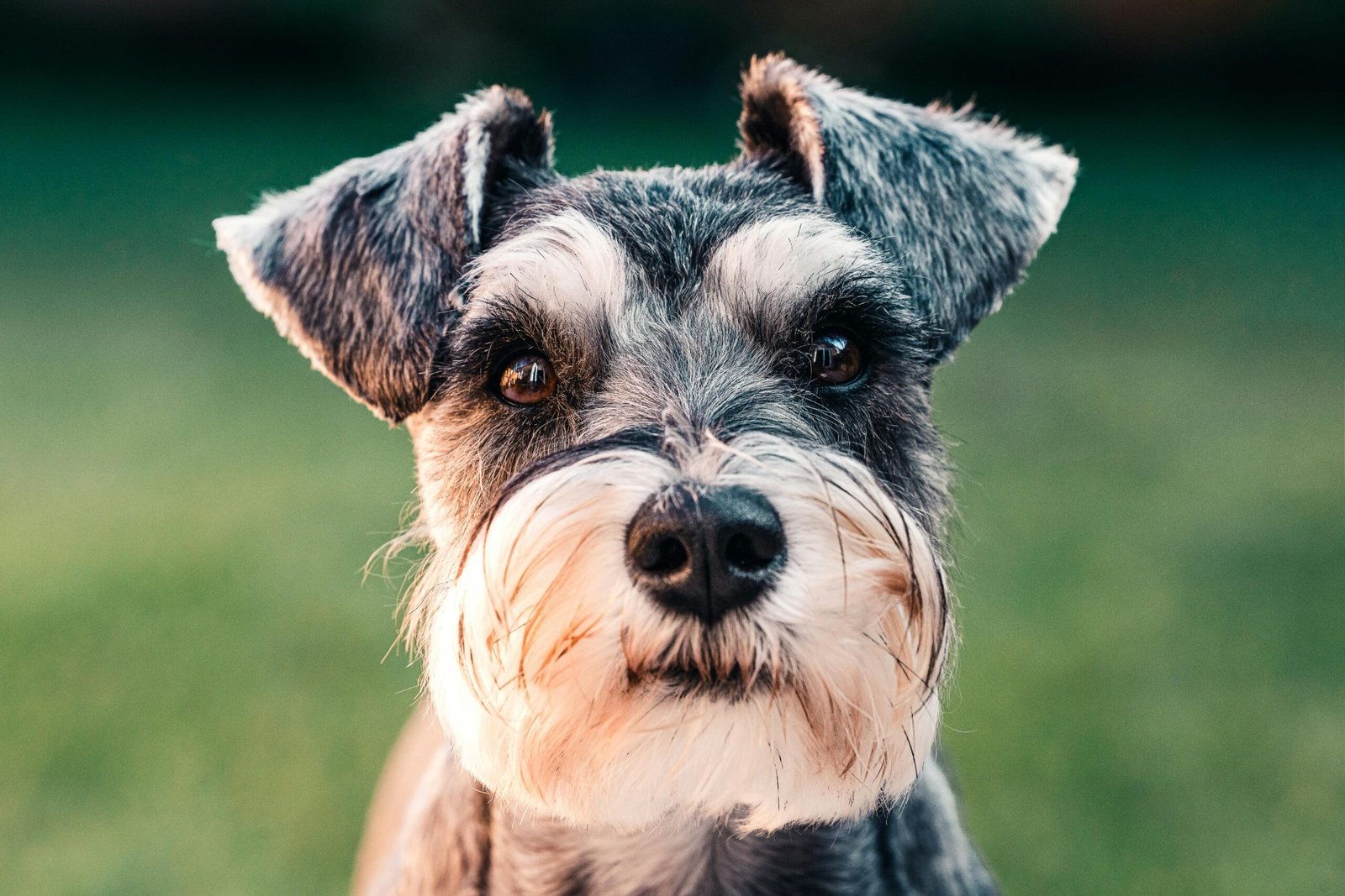 10 dicas para cuidados com os cães